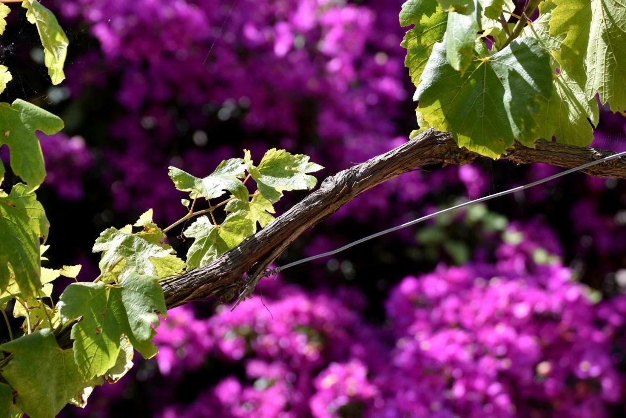 Villa Asia Holiday Home Sant'Agata sui due Golfi Eksteriør billede